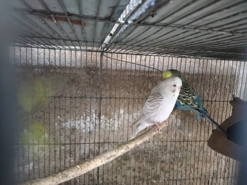 Red Eyes TCB Undersize Budgie 1