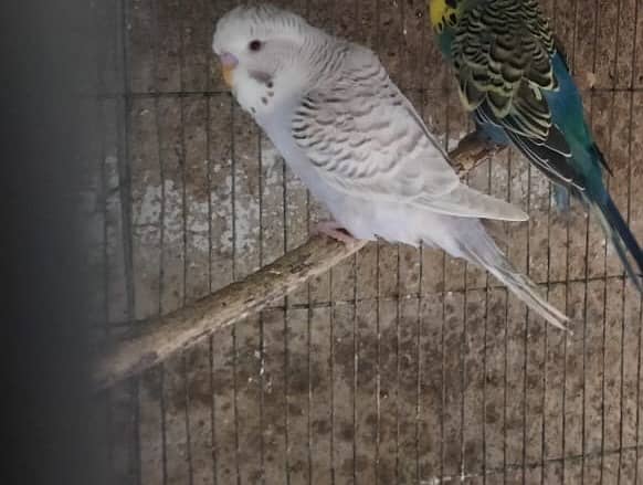 Red Eyes TCB Undersize Budgie 2