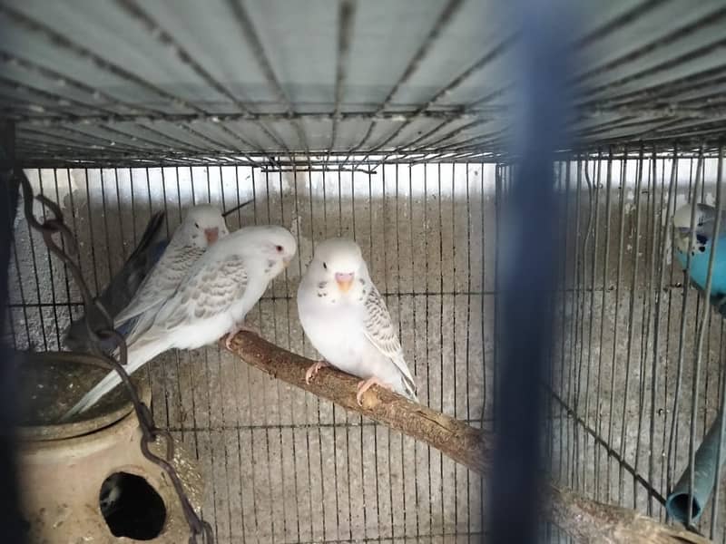 Red Eyes TCB Undersize Budgie 3