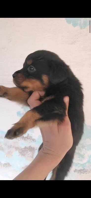 TOP QUALITY ROTTWEILER PUPPIES AVAILABLE FOR SALE 1