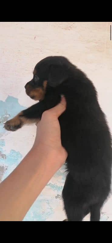 TOP QUALITY ROTTWEILER PUPPIES AVAILABLE FOR SALE 2