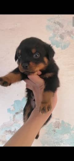 TOP QUALITY ROTTWEILER PUPPIES AVAILABLE FOR SALE