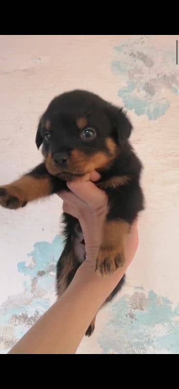 TOP QUALITY ROTTWEILER PUPPIES AVAILABLE FOR SALE 0