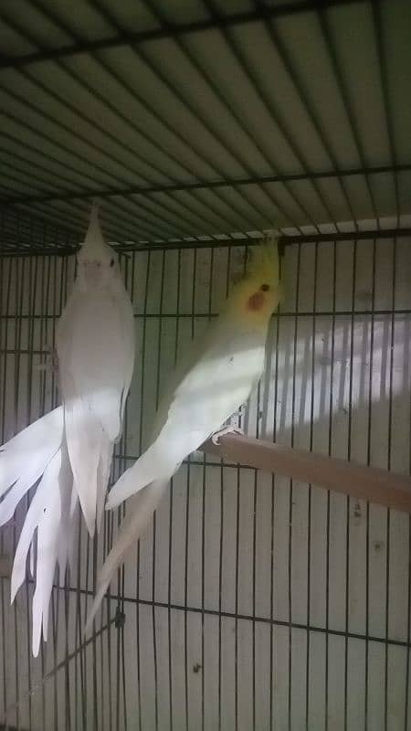 Eno red eyes cocktail breeder pair cage  for sale 0