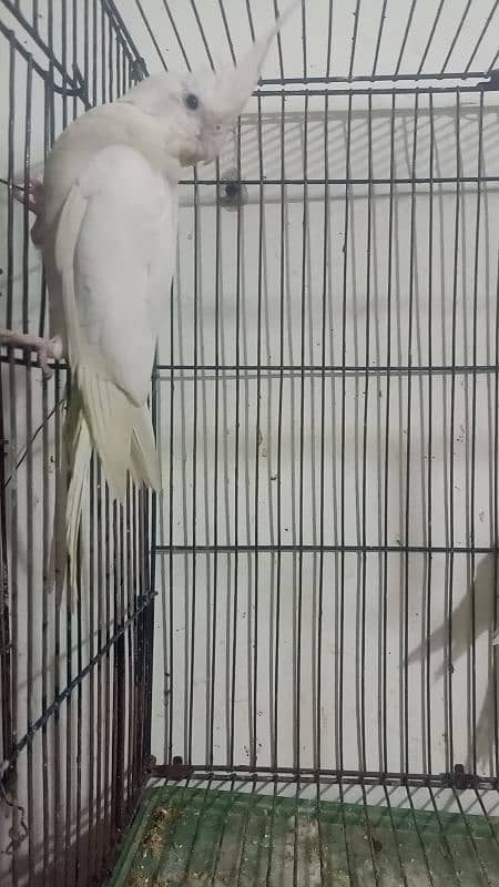 Eno red eyes cocktail breeder pair cage  for sale 5