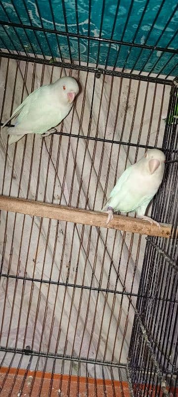 albino red eye breeder pair 0