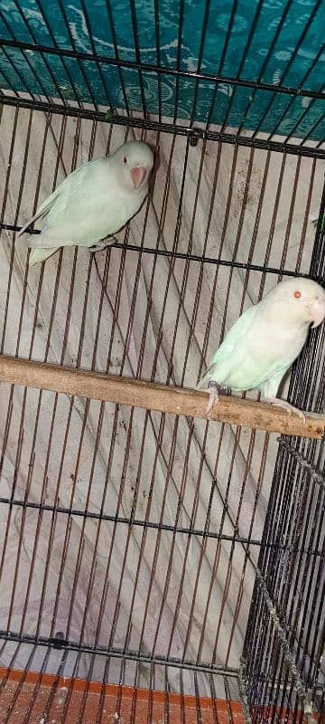 albino red eye breeder pair 1