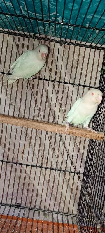 albino red eye breeder pair 2