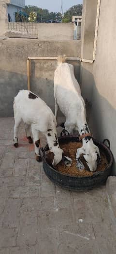 Loyal Puri Gabhan BAKRI or Nagra Laili BRAYE Frokht