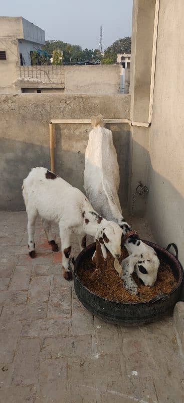 Loyal Puri Gabhan BAKRI or Nagra Laili BRAYE Frokht 1