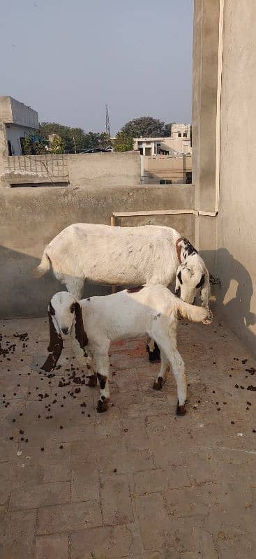 Loyal Puri Gabhan BAKRI or Nagra Laili BRAYE Frokht 2