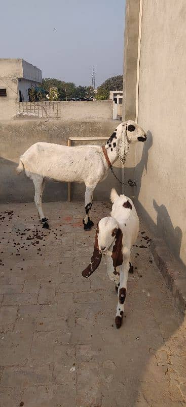 Loyal Puri Gabhan BAKRI or Nagra Laili BRAYE Frokht 3