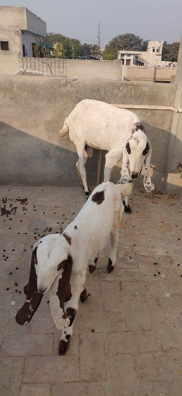 Loyal Puri Gabhan BAKRI or Nagra Laili BRAYE Frokht 5