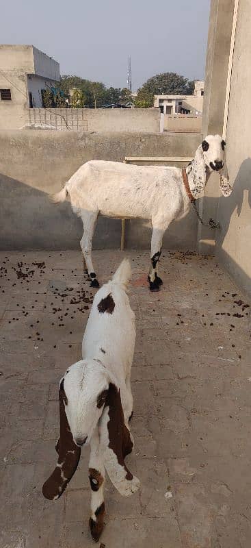 Loyal Puri Gabhan BAKRI or Nagra Laili BRAYE Frokht 6