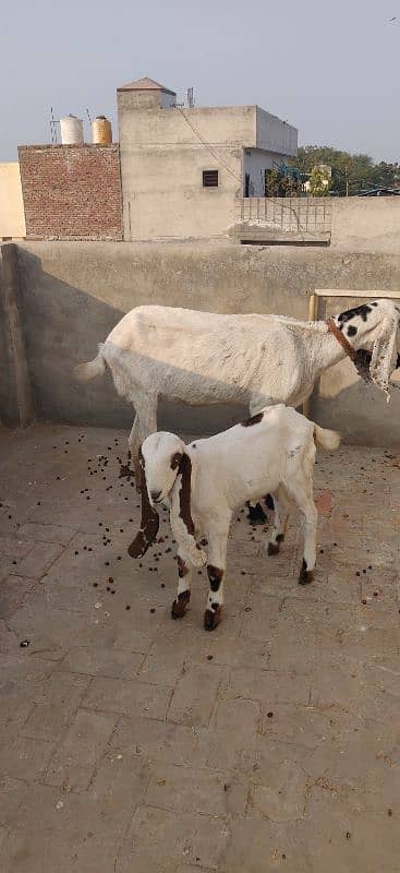 Loyal Puri Gabhan BAKRI or Nagra Laili BRAYE Frokht 7