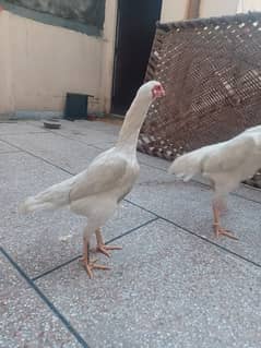 White King size Shamo Chick's Available