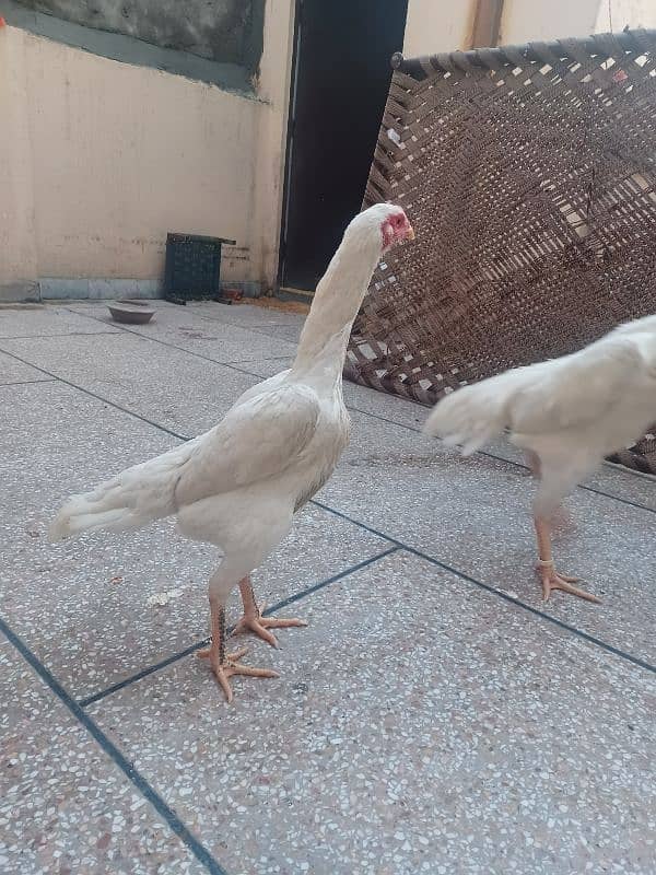 White King size Shamo Chick's Available 0