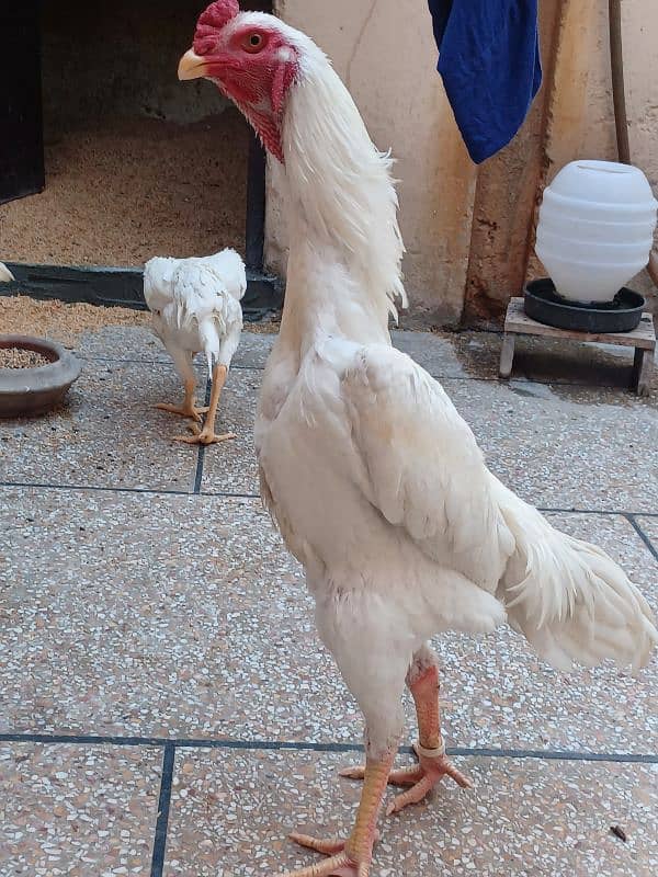 White King size Shamo Chick's Available 2