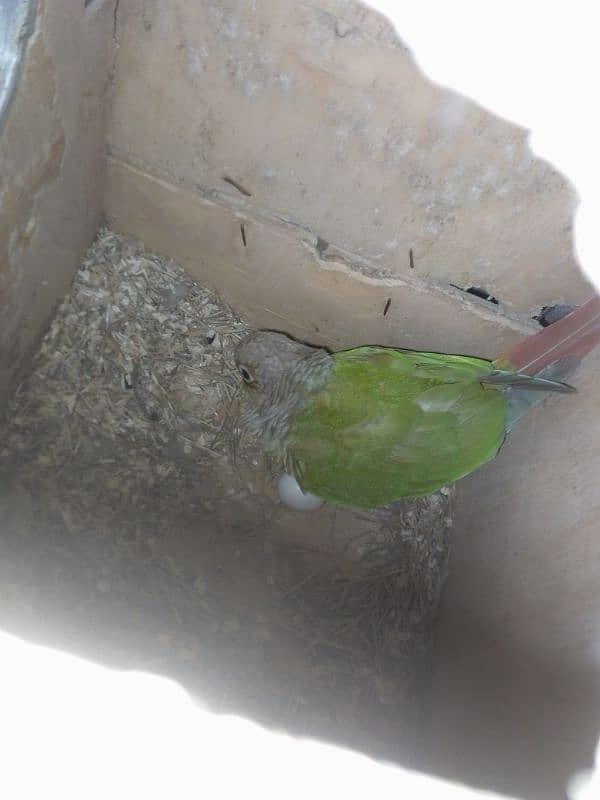 pineapple conure breeder pair 0