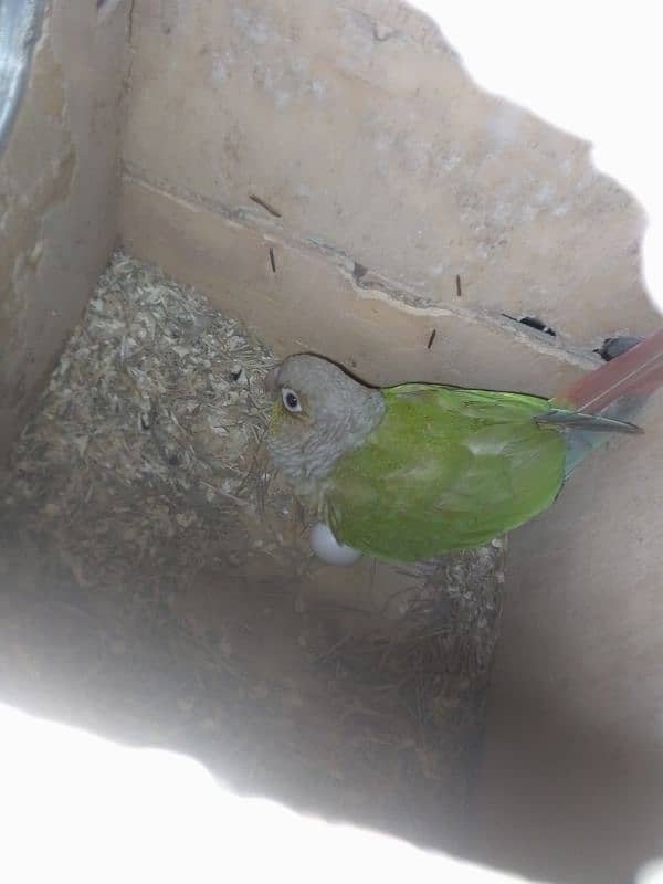 pineapple conure breeder pair 1