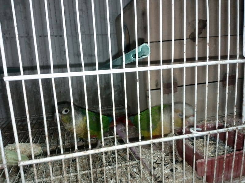 pineapple conure breeder pair 2