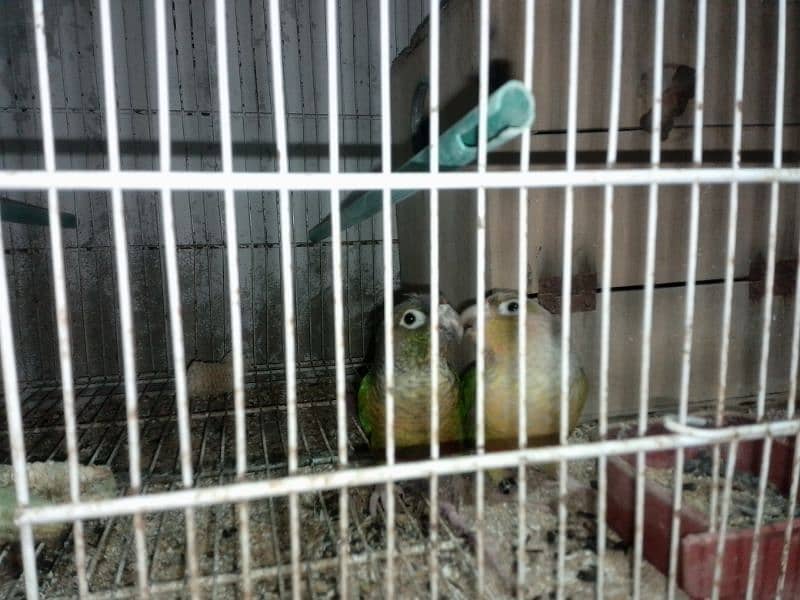 pineapple conure breeder pair 3