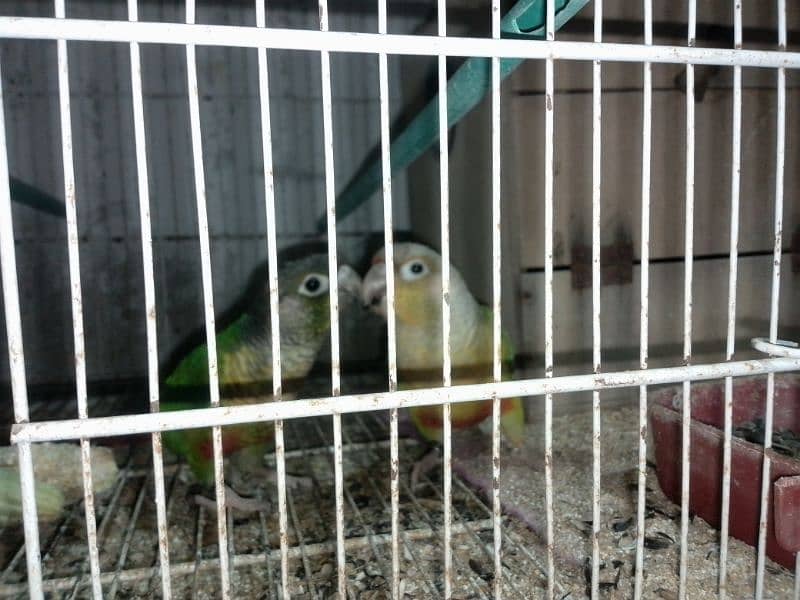 pineapple conure breeder pair 4