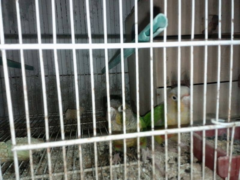 pineapple conure breeder pair 5