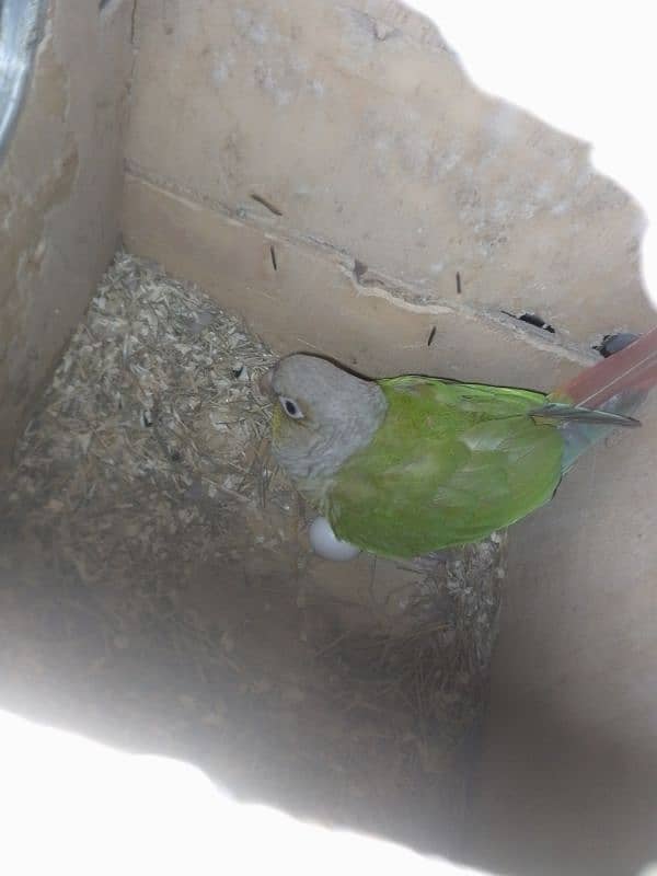 pineapple conure breeder pair 6