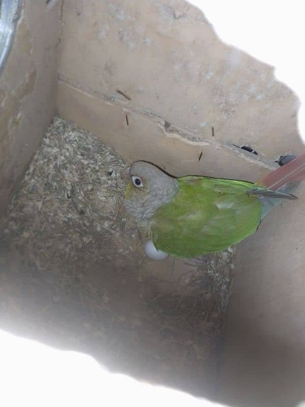 pineapple conure breeder pair 7