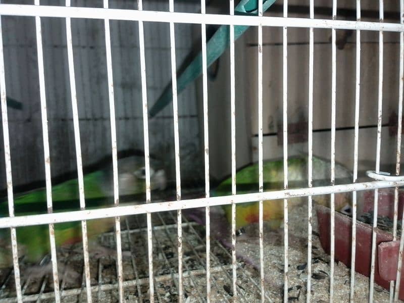 pineapple conure breeder pair 8