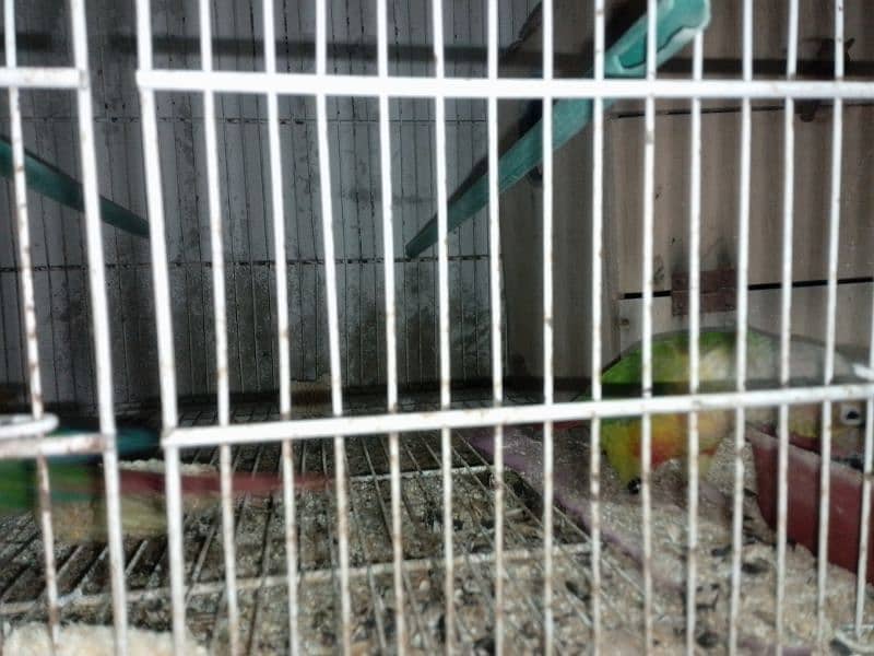 pineapple conure breeder pair 9