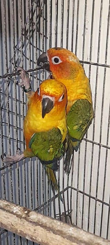 2 Sunconure DNA males 0