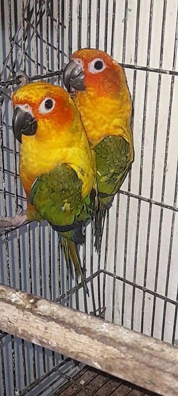 2 Sunconure DNA males 1