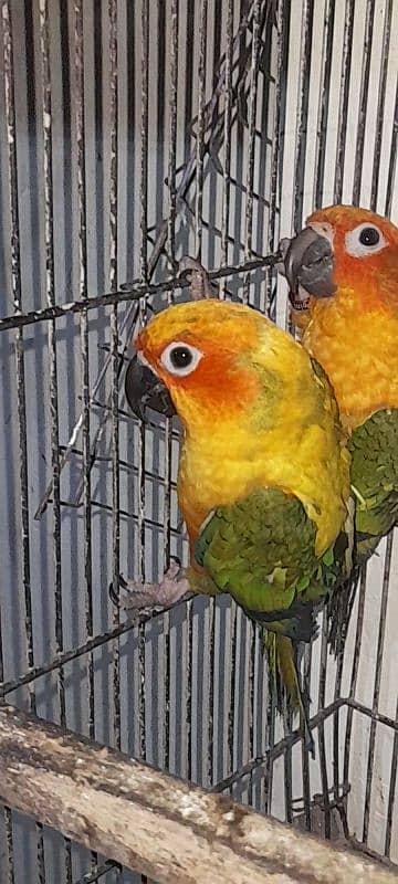 2 Sunconure DNA males 2