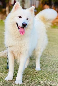 Samoyed