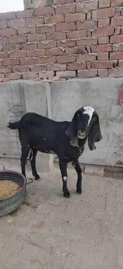 Amritsari Betal Gabhan BAKRI braye Frokht