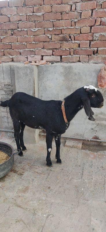 Amritsari Betal Gabhan BAKRI braye Frokht 1