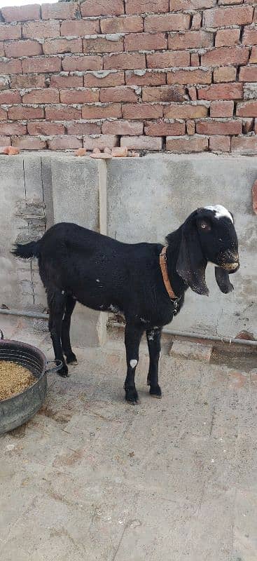 Amritsari Betal Gabhan BAKRI braye Frokht 2