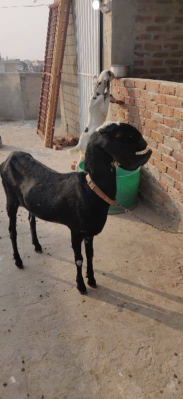 Amritsari Betal Gabhan BAKRI braye Frokht 5