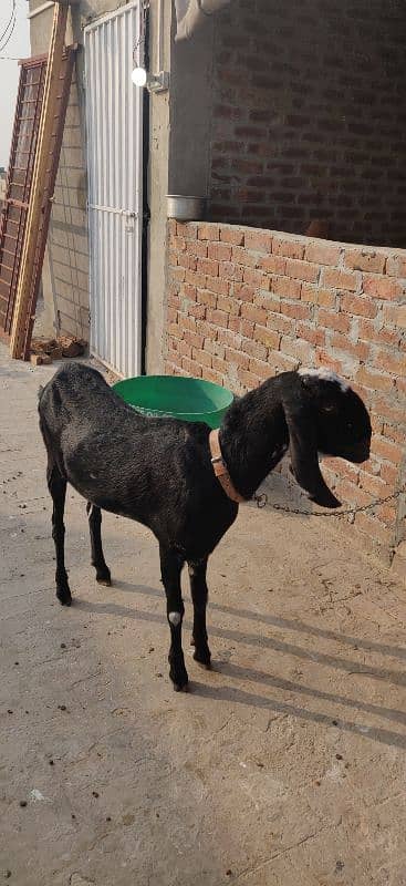 Amritsari Betal Gabhan BAKRI braye Frokht 6