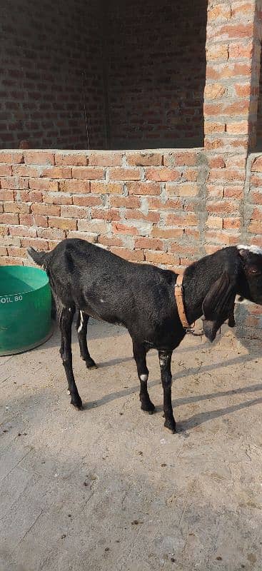 Amritsari Betal Gabhan BAKRI braye Frokht 7