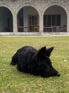 black German shepherd