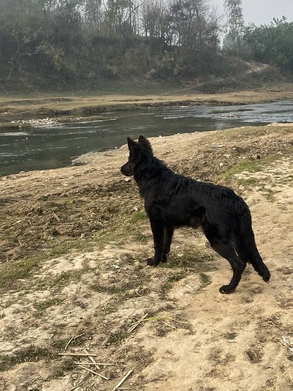 black German shepherd 1