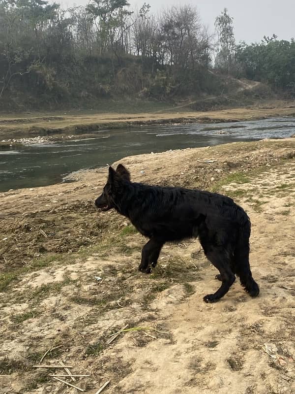 black German shepherd 2