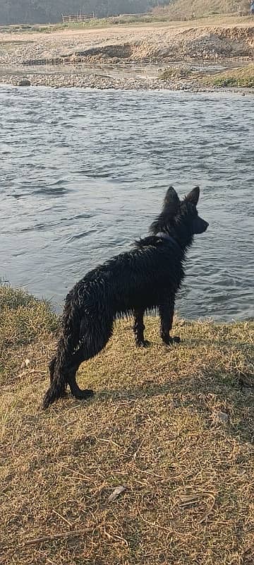 black German shepherd 3