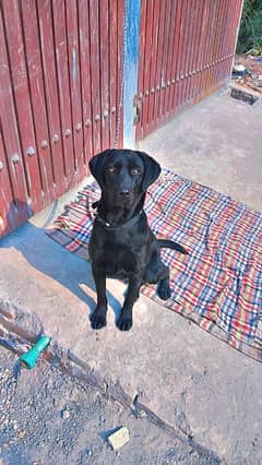 black female labrador