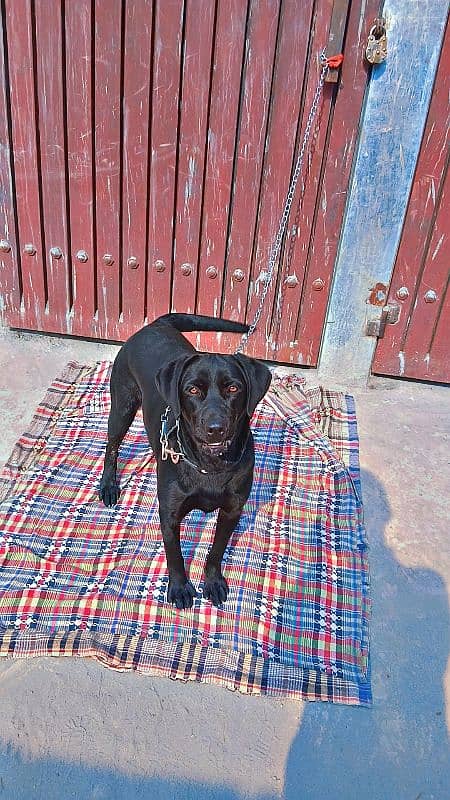 black female labrador 1