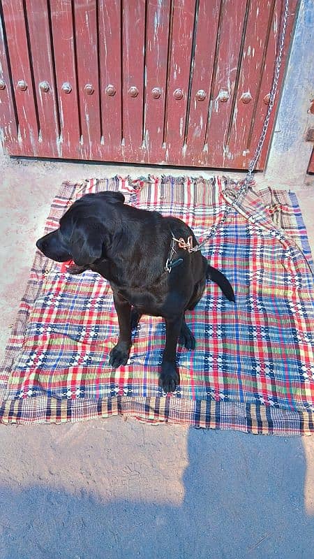 black female labrador 2