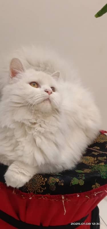 Persian adult females for sale 0